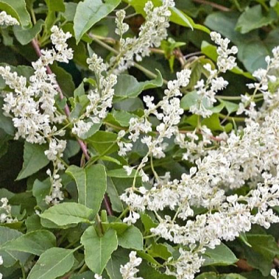 Фаллопия АУБЕРТА в Борисове