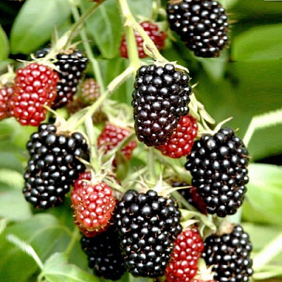 Ежемалина ДАРРОУ в Борисове