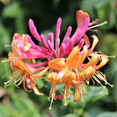 Жимолость ГЕКРОТА в Борисове