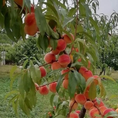 Персик ВУЛКАН в Борисове