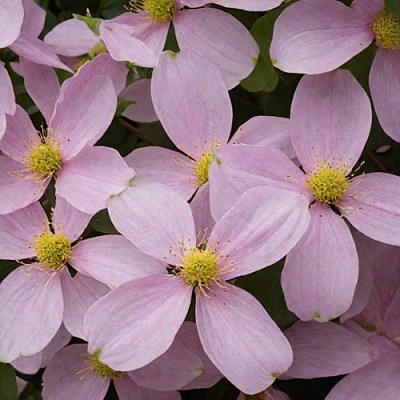 Клематис ГОРНЫЙ в Борисове