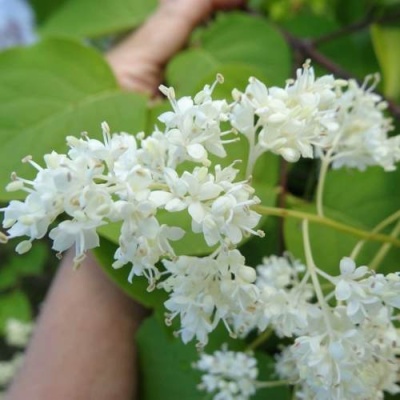 Сирень АМУРСКАЯ в Борисове