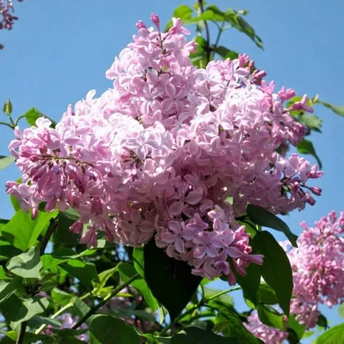 Сирень БУФФОН в Борисове