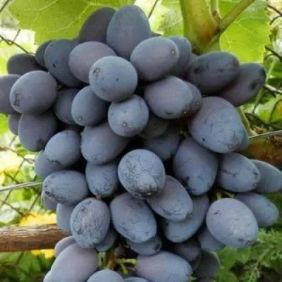 Черный виноград в Борисове