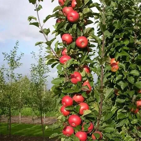 Выращивание колоновидной яблони: секрет урожая