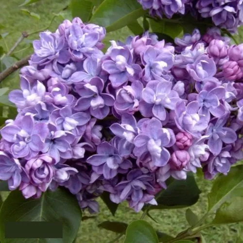 Сирень АМИ ШОТТ в Борисове