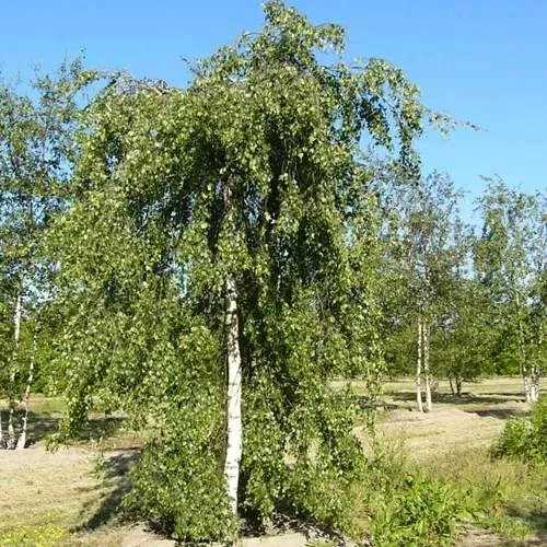 Береза ПОВИСЛАЯ в Борисове