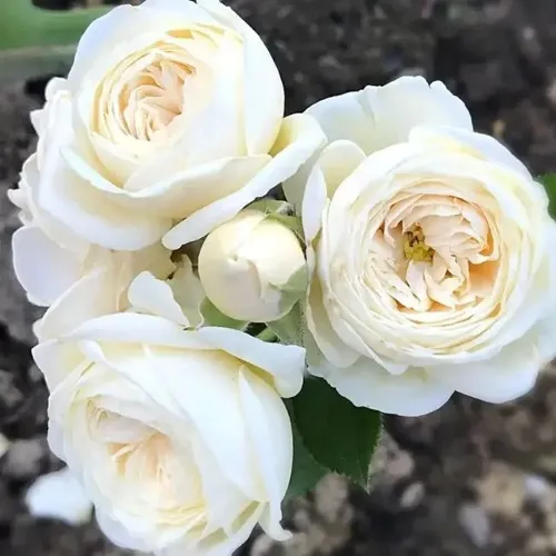 Роза АРТЕМИС шраб в Борисове