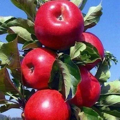 Колонновидные яблони в Борисове