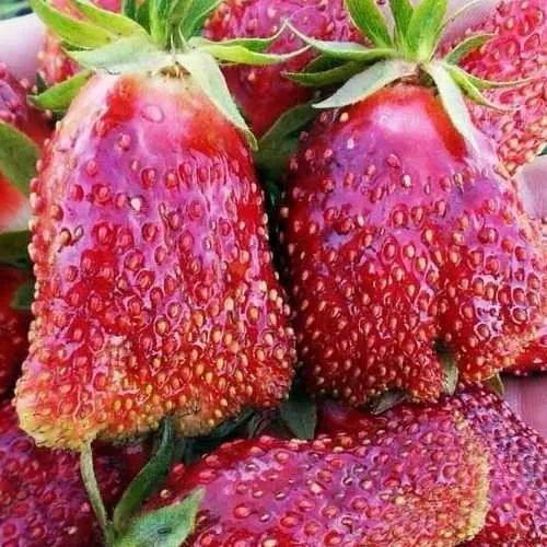 Клубника КУПЧИХА в Борисове