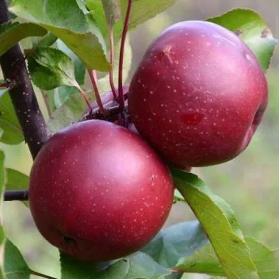 Яблоня красномясая в Борисове